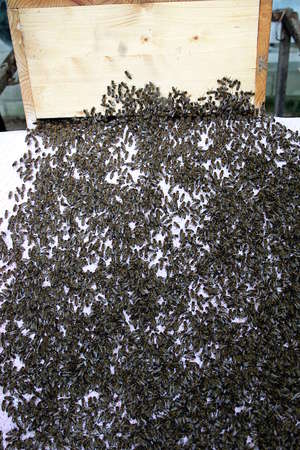 Die Bienen wandern auf einem Tuch in ihre neue Wohnstätte.