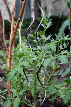 Eine der wachsenden Tomatenpflanzen