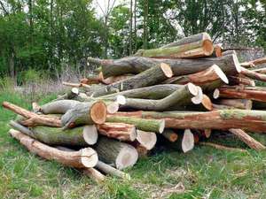 Holzstapel, die Ernte
